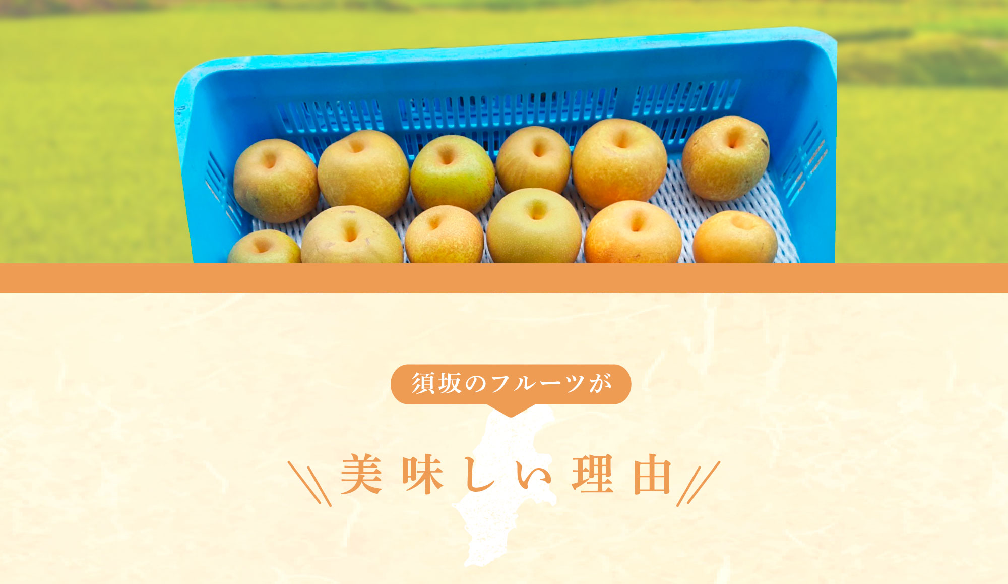 長野県の希少梨「南水(なんすい)」3kg・5kgの通販