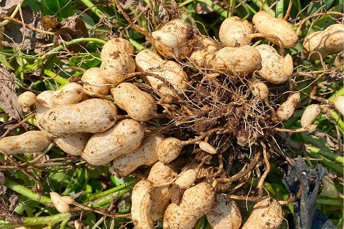 りょう様専用 千葉県産 おおまさり 4kg 手むき 乾燥生落花生 千葉県